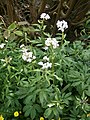 Cardamine bulbifera group