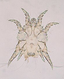 "Chorioptes bovis," a species in Psoroptidae
