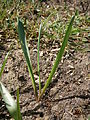 Colchicum alpinum leaves