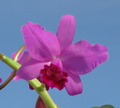 Ctt. Portia 'Gloriosa' (= Gur. bowringiana × C. labiata)[5] (Formerly C. Portia)