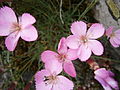 Dianthus sylvestris