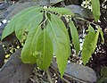 Leaves (upperside)