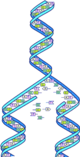 DNA splitting