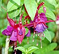 Fuchsia sp. 双层花瓣的花（比标准种的花瓣多）