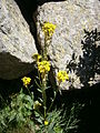 Erysimum hieraciifolium