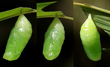 Pupa