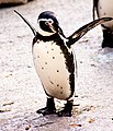 Humboldt penguin at Newquay Zoo