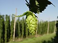 Image 43Hop cone grown in a hop field, Hallertau, Germany (from Brewing)