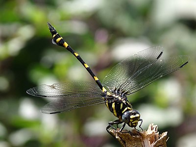 Ictinogomphus rapax male