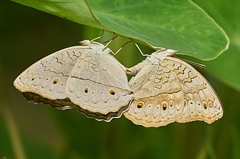 Mating pair