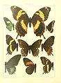 Illustration from The Macrolepidoptera of the World Vol. 5