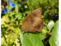 Underside of a male in Japan