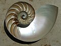 鸚鵡螺的內部結構