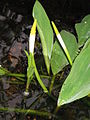 Orontium aquaticum close-up