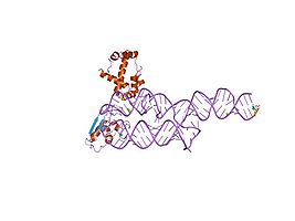 S-domain of human SRP[31]