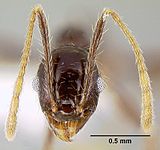 The head view of a "minor" worker of P. purpurea, with a scale to distinguish size