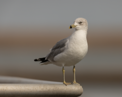 A nonbreeding adult Ring-billed Gull.