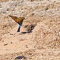 Rainbow bee-eater entering a nesting burrow in the Beeliar Wetlands