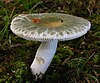 Russula crustosa