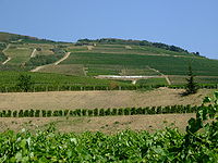 Tokaj wine region