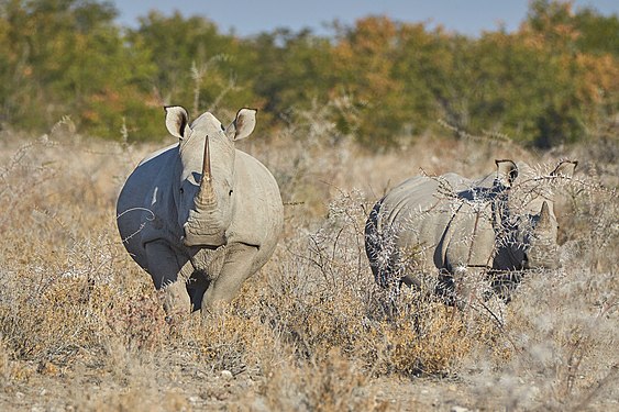 Protective mother rhino (ceratotherium simum) with calf hidden behind the thorn bushes near Namutoni, Etosha National Park, Namibia