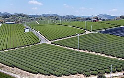 Yame Tea Plantation