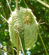 Nest built in an introduced bamboo species