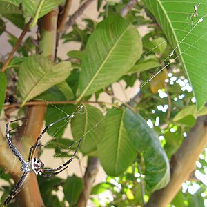 Female silver argiope (bottom-left) with dewdrop spider (top-right) living in its web, in California