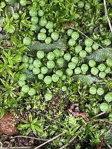 Bright little green balls lying amongst what looks like star-shaped moss