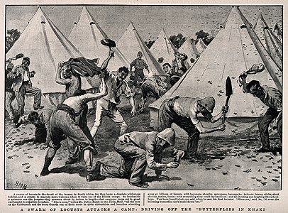 Soldiers in camp driving off a swarm of locusts with anything to hand.
