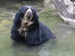 The spectacled bear in Rodríguez de Mendoza, Peru