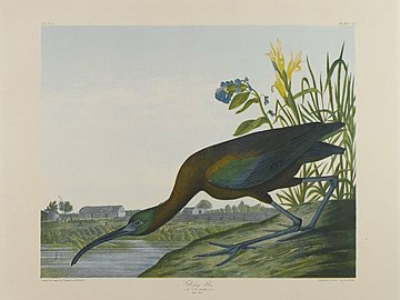 Glossy Ibis, John J. Audubon, Brooklyn Museum