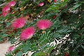 Calliandra heamatocephala