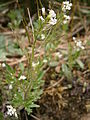 Cardamine flexuosa