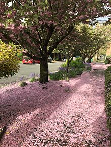 Bright image of a Japanese cherry tree with pink blossoms blanketing sidewalk