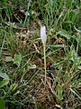 Colchicum alpinum bud