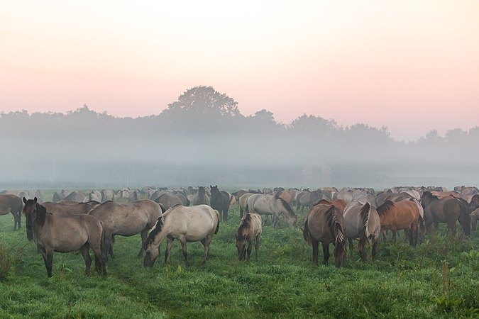 位于德国北莱茵-西发利亚迪尔门的默费尔德布鲁赫（Merfelder Bruch）自然保护区 ，于晨雾中拍摄的野生迪尔门马。