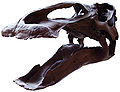 another go at Edmontosaurus skull
