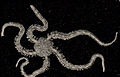 The crevice brittle star