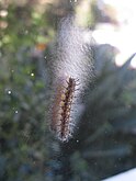 Pupating on glass, which renders visible the spun silken mat that it grips onto