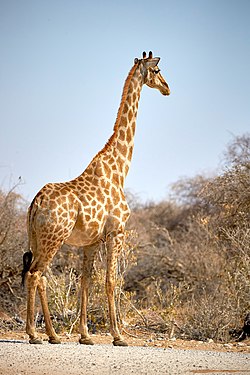 Giraffe (giraffa) near Namutoni in Etosha, Namibia. She's a beauty and even looks like wearing make up.