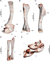 Shoulder girdle and forelimbs