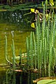 Hippuris vulgaris - Mare’s tails