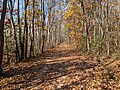 Kal-Haven Trail facing west.