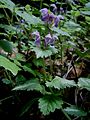 Lamium maculatum