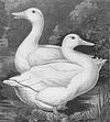 Aylesbury duck (front) and drake (rear)