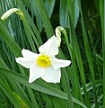 Narcissus ×medioluteus flower