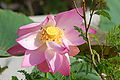 Nelumbo nucifera