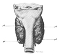 T. PARATHYROID GLANDIILES IN NORMAL SITUATION ON POSTERIORSURFACE OF THYROID GLAND.http://babel.hathitrust.org/cgi/pt?q1=parathyroid;id=mdp.39015077005620;view=image;seq=291;start=1;size=100;page=root;num=383;orient=0