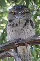 Perching in a tree